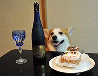 Corgi getting ready for party